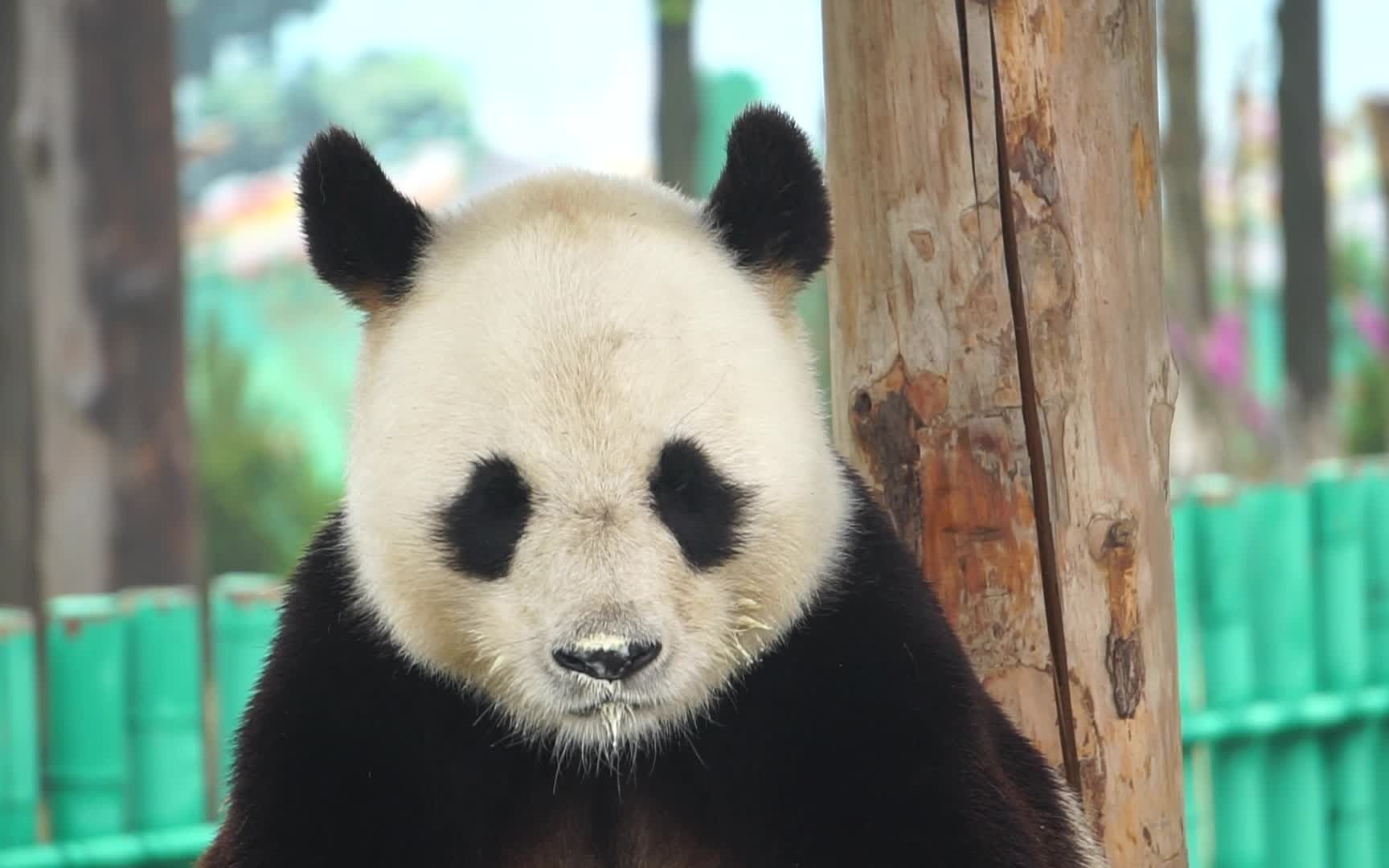 【大熊猫晶晶】没辙,窝个粑粑还要玩舌头