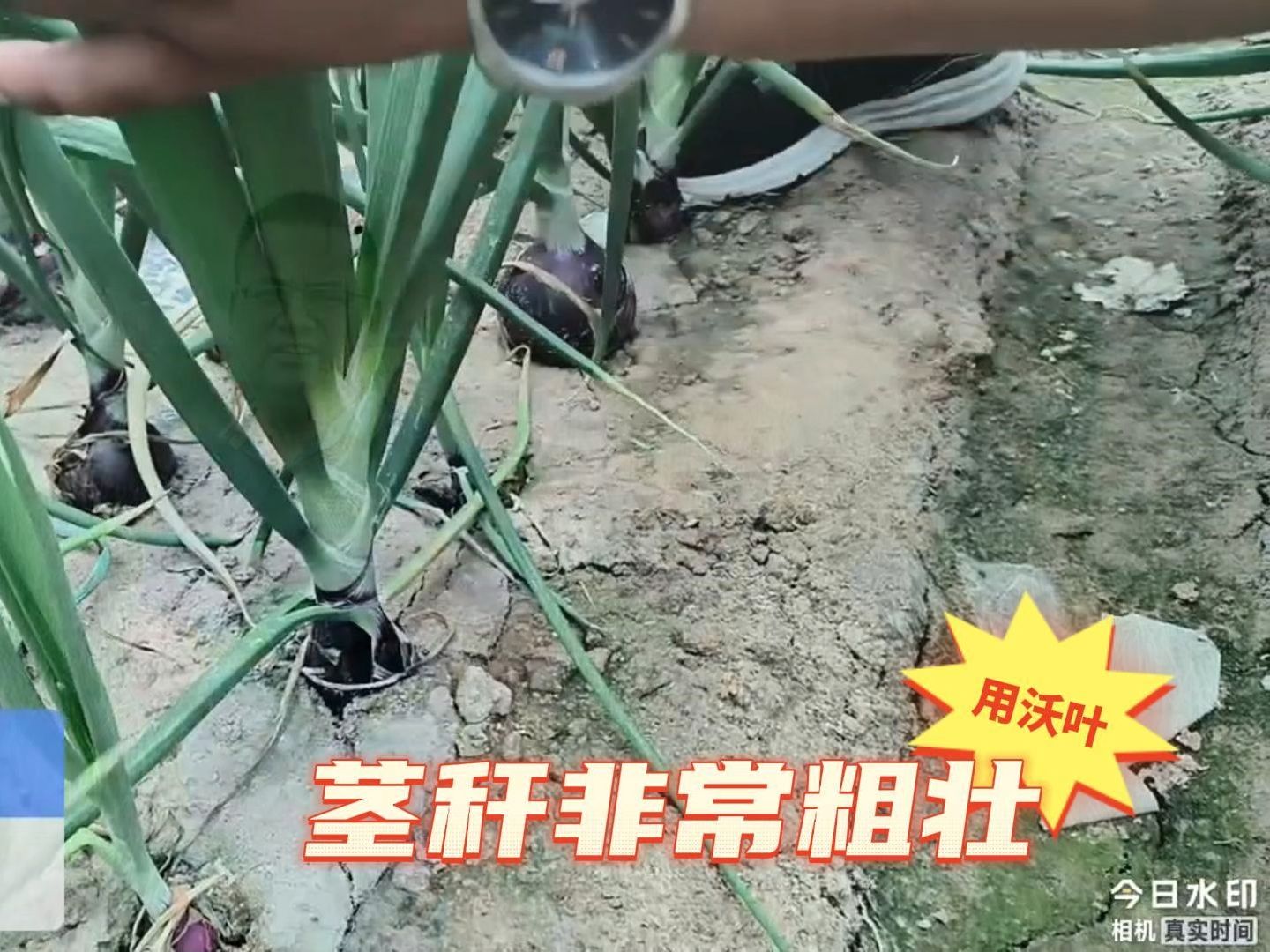 水溶肥洋葱茎秆粗壮,叶片油绿,无干尖黄叶现象,甘肃洋葱用夫沃施沃叶水溶肥+沃纳姆颗粒水溶肥.哔哩哔哩bilibili