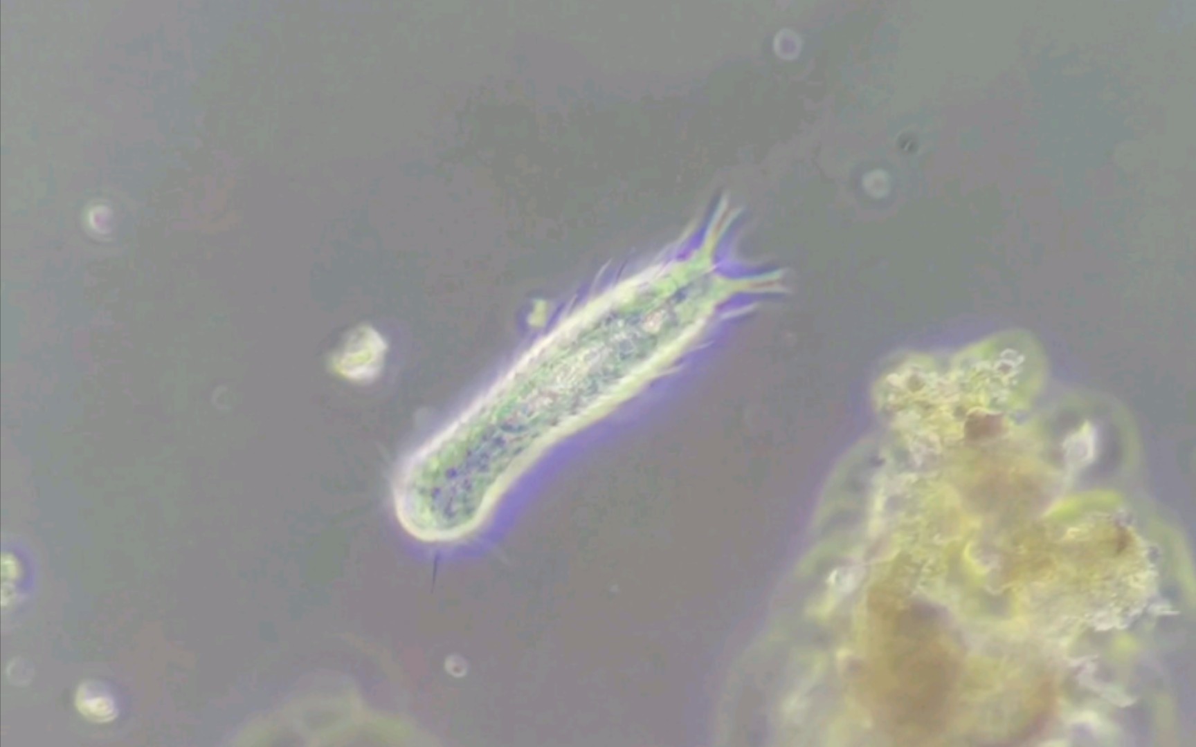 显微镜观察小记之-腹毛动物-鼠鼬虫