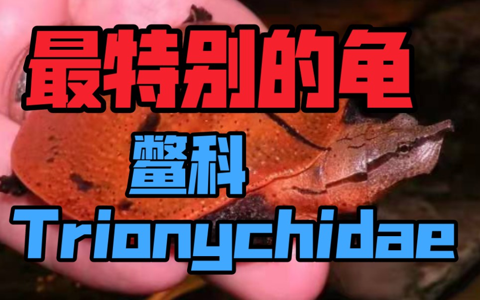 【鳖科Trionychidae】你真的了解什么是王八吗?“别一想到甲鱼就流口水啊!”哔哩哔哩bilibili