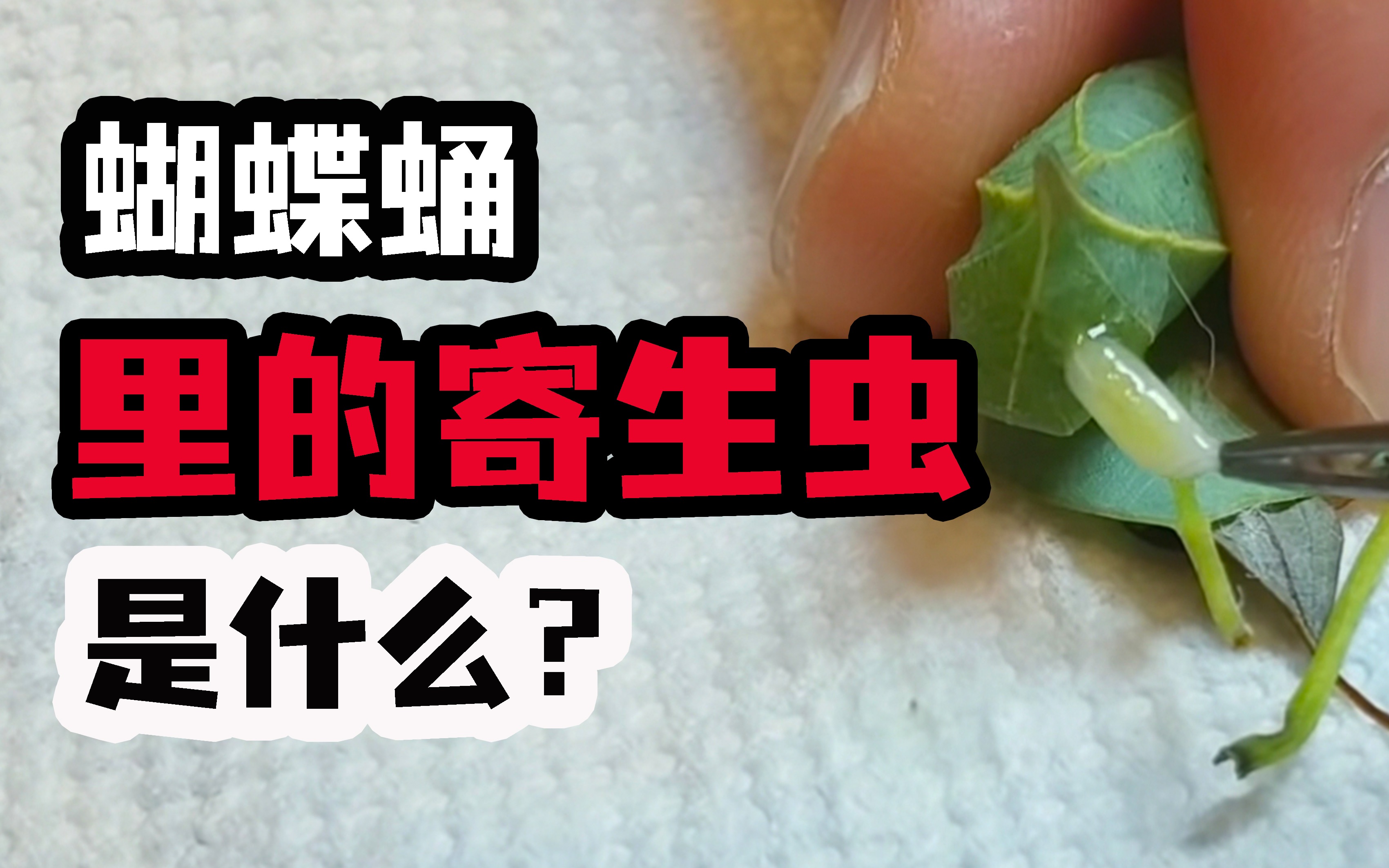 [图]花园里来了什么怪物？揭秘大家艾特我的神奇“昆虫”