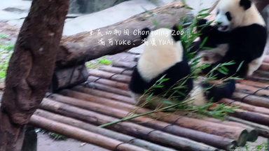 【猫熊】 KK | 熊猫雅一基本在角落自闭，吃竹子也要拖到角落去吃，好不
