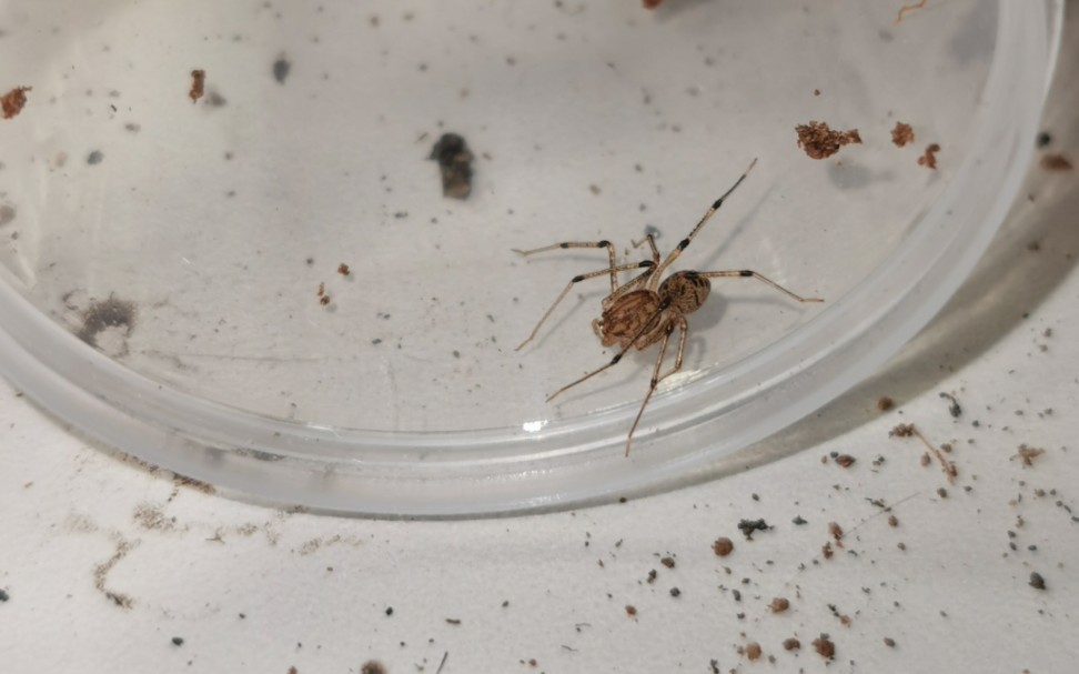 江西产花皮蛛科成员捕食