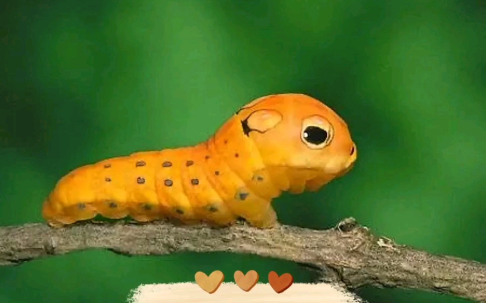 十大最可爱的虫子图片