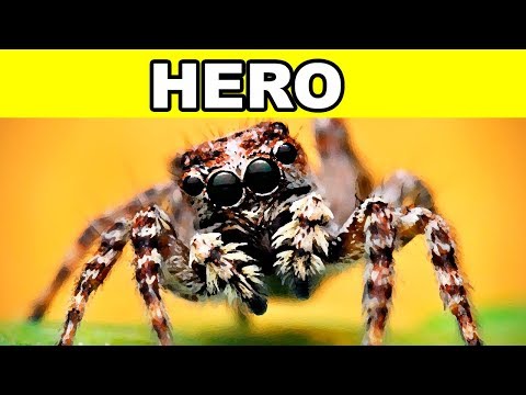 this jumping spider could save your life