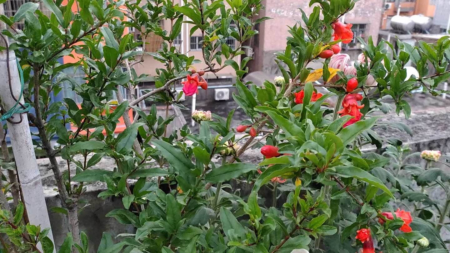 秋天的紫玉石榴,开花也好看