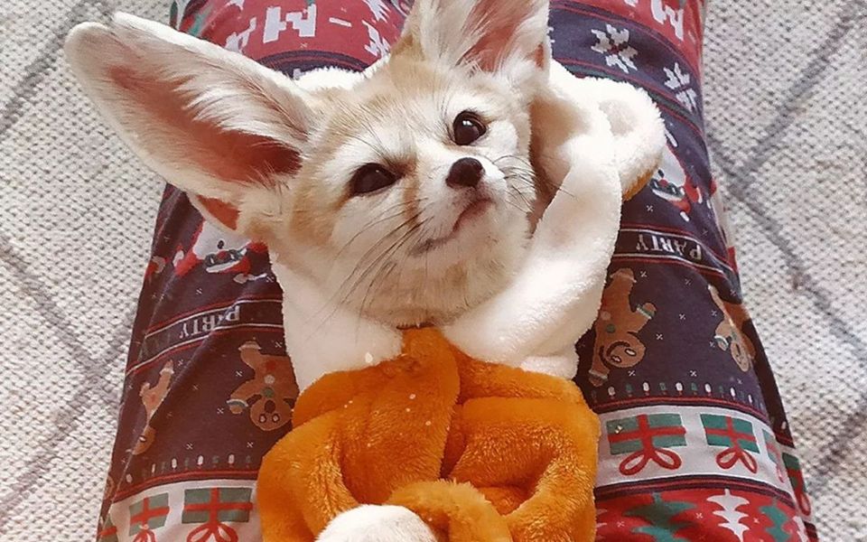 小狐狸会喜欢穿衣服吗?