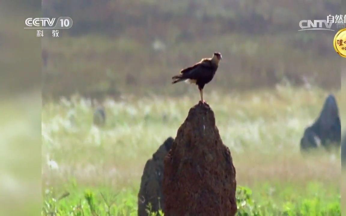 [图]【CCTV科教】自然传奇——野生动物探险旅程