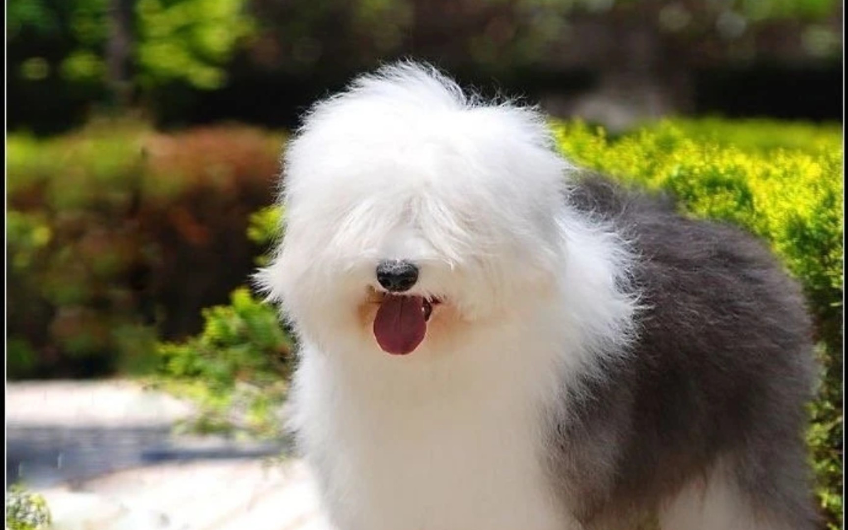 披头散发古牧大宝宝!