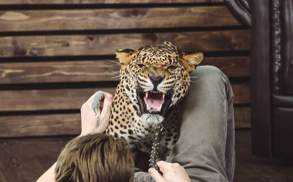 花豹凯撒不想回家还和我闹脾气