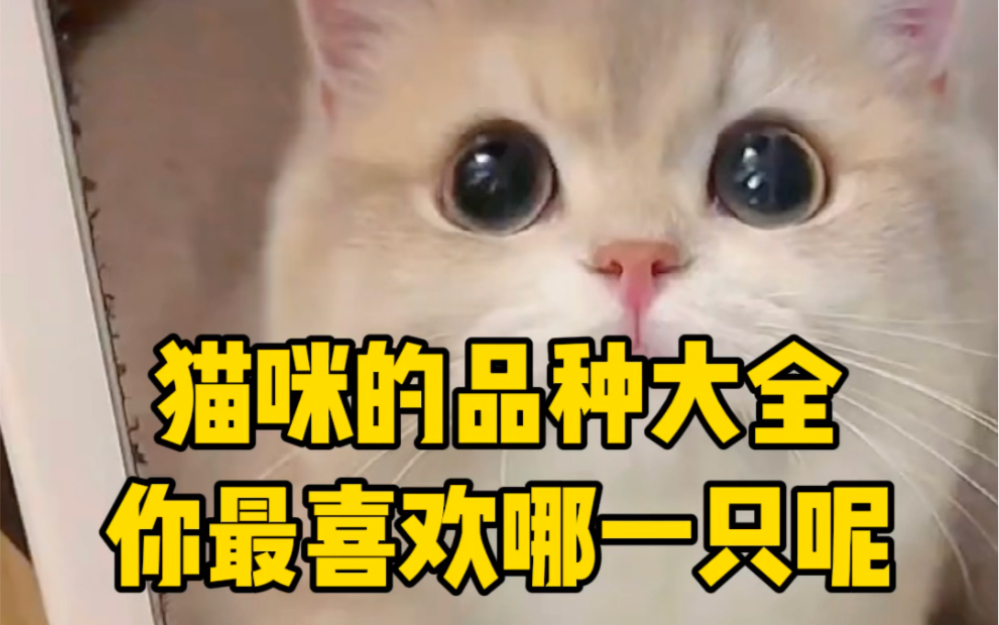 猫咪品种大全,你最喜欢哪一只?哔哩哔哩bilibili