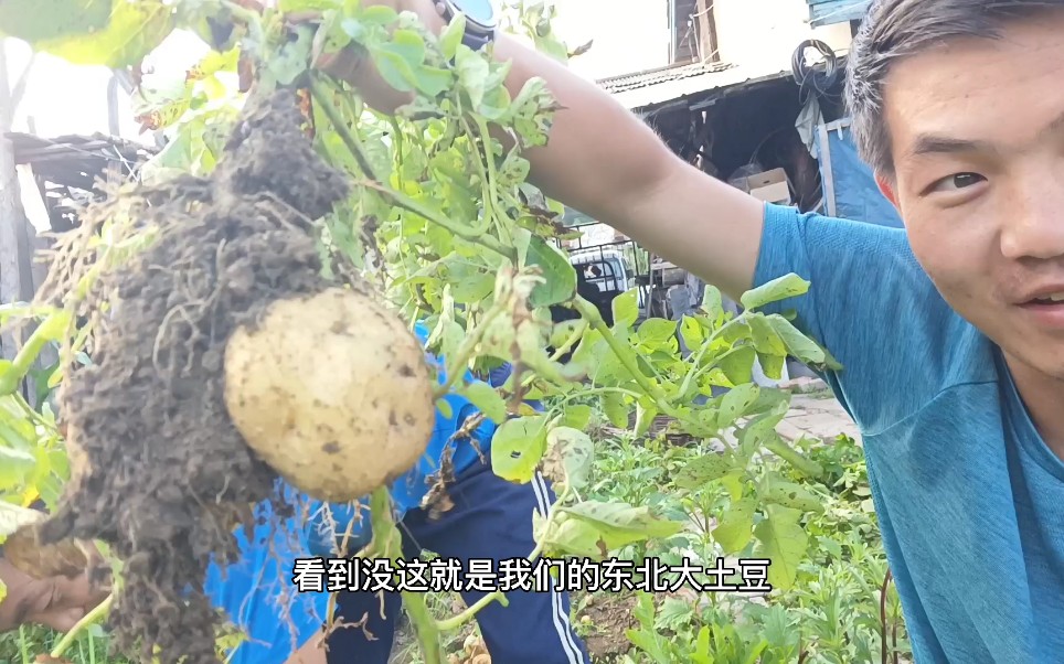 土豆怎么挖才有感觉,现在的小朋友可能都不知道土豆怎么长得吧?哔哩哔哩bilibili