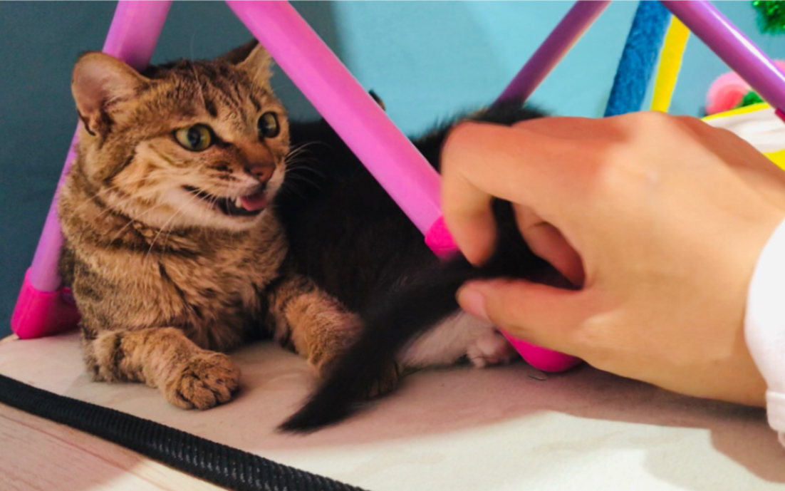 在猫妈奶娃时候我揪起了小奶猫的尾巴.