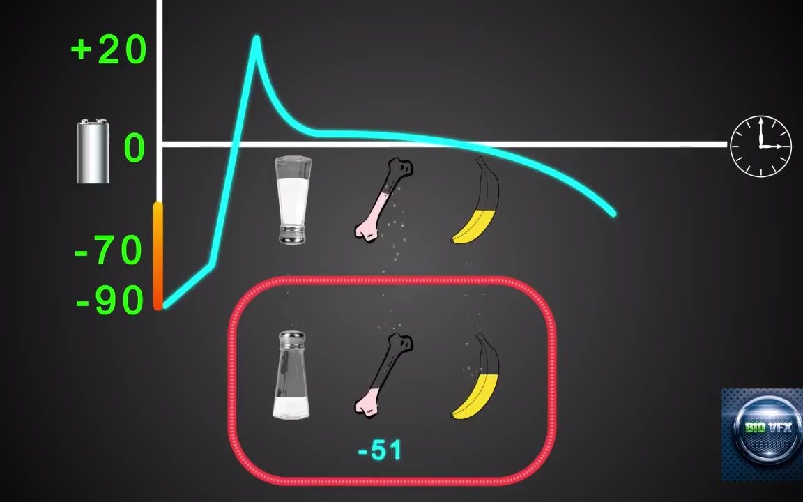 心肌细胞的动作电位 | 双语字幕 | 医学动画 | 医学英语哔哩哔哩bilibili