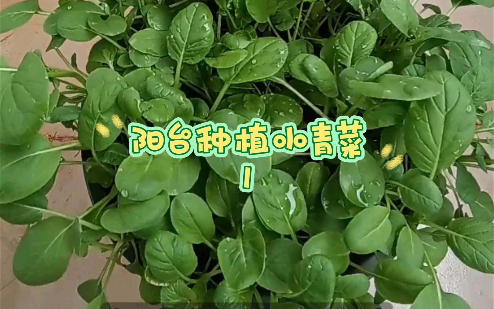 [图]阳台种植小青菜一个月收获小黄花一朵