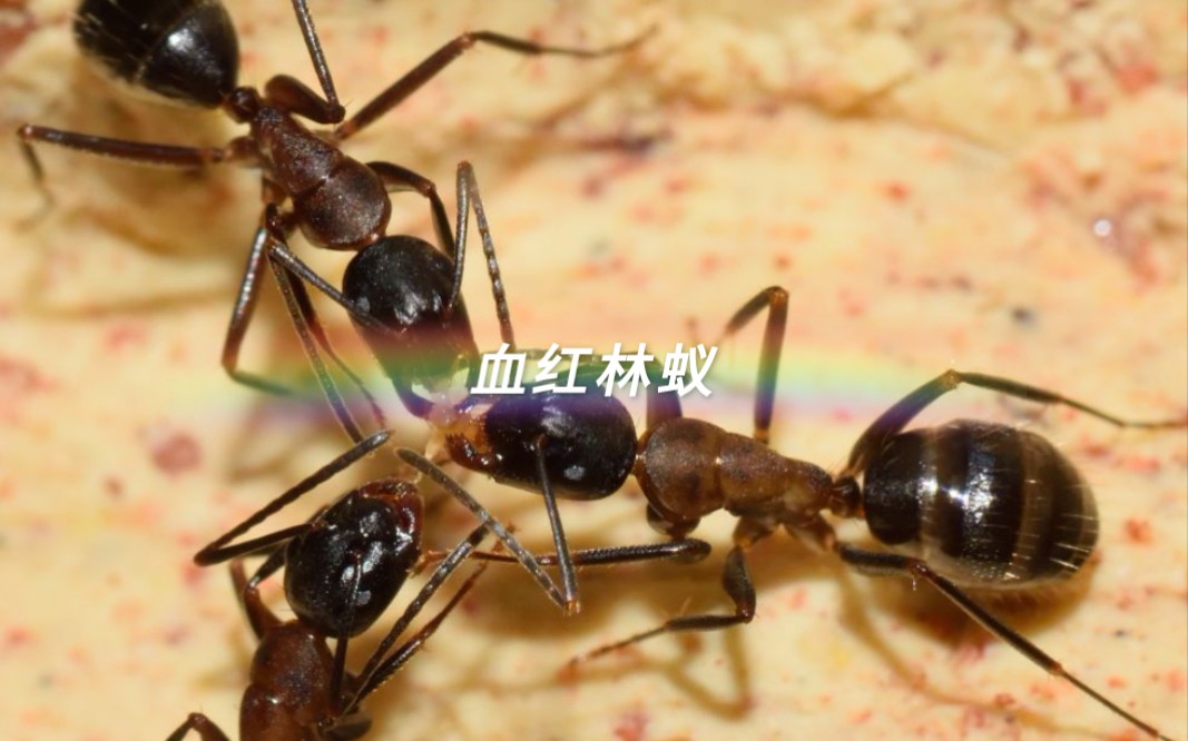 中华红林蚁图片