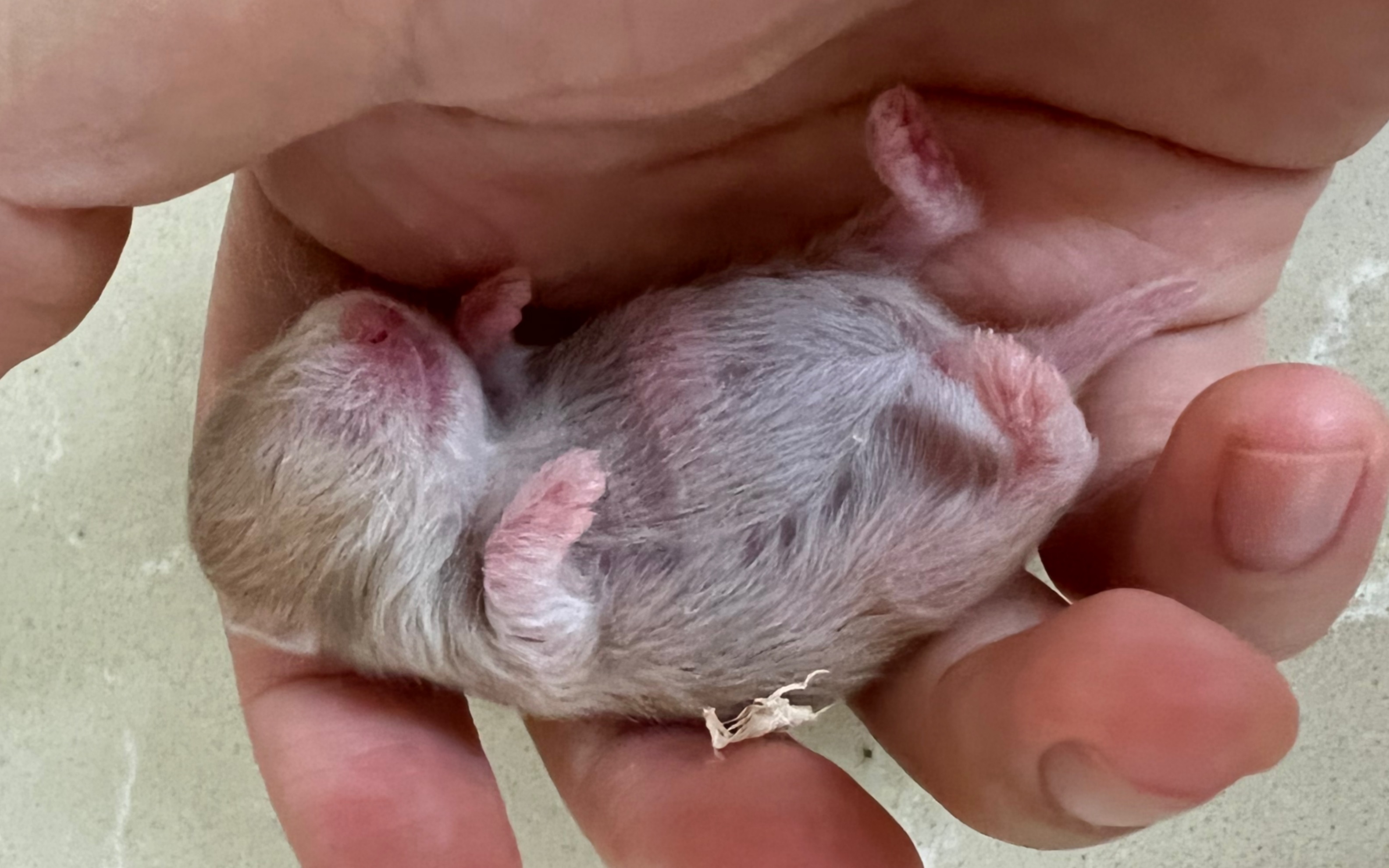 出生半小时的金丝熊宝宝,一窝里第一个睁眼滴.