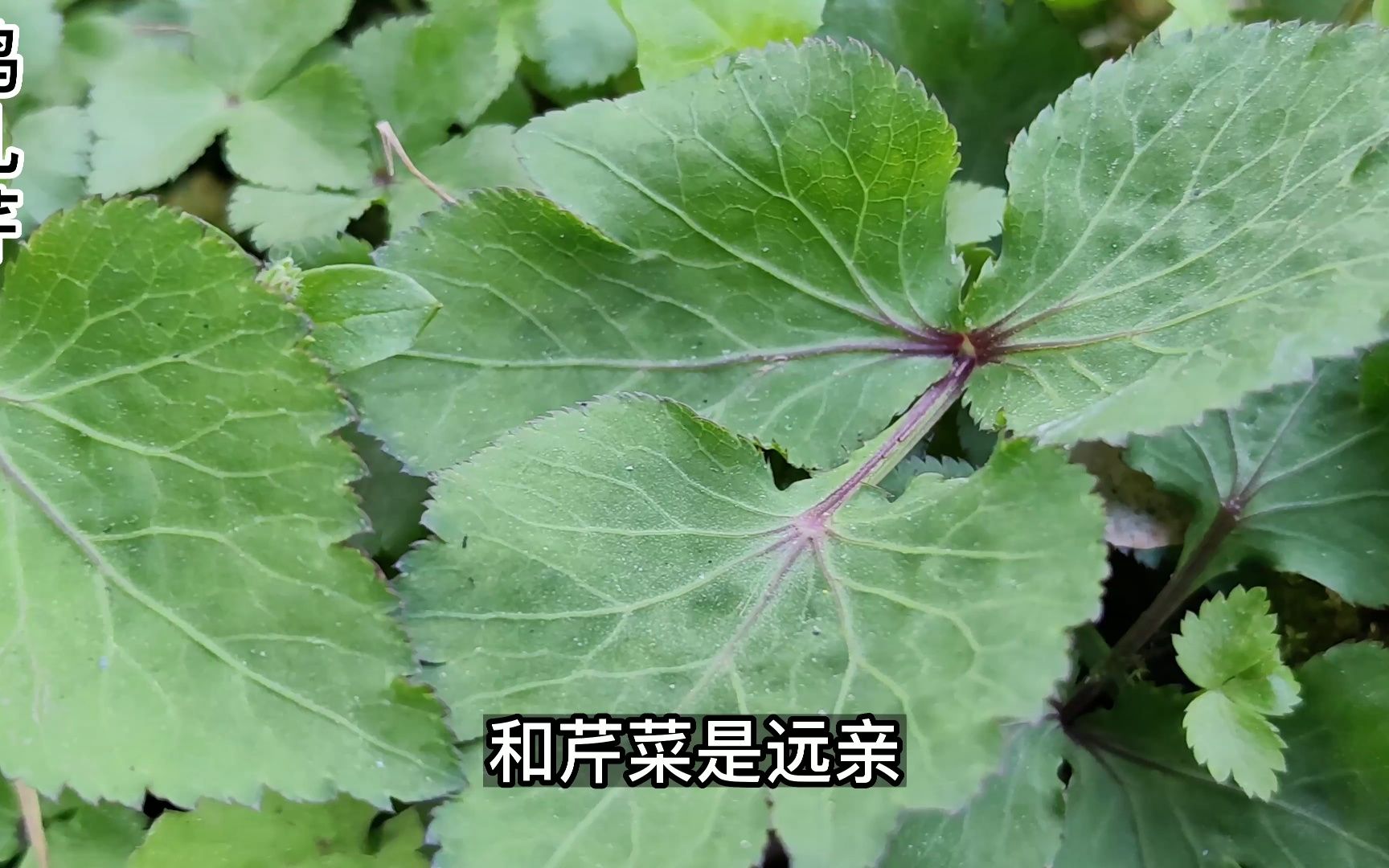 鸭儿芹也叫鸭脚板,它兼具芹菜和香菜的香味,是春天的极品野菜哔哩哔哩bilibili