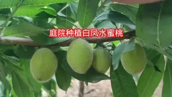 Video herunterladen: 这一棵白凤水蜜桃今年结的特别多，去年就结2个，是很好吃的品种