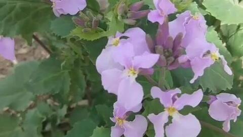 植物科普 诸葛菜 十字花科诸葛菜属一年或两年生草本植物 哔哩哔哩 植物科普 诸葛菜 十字花科诸葛菜属一年或两年生草本植物 哔哩哔哩