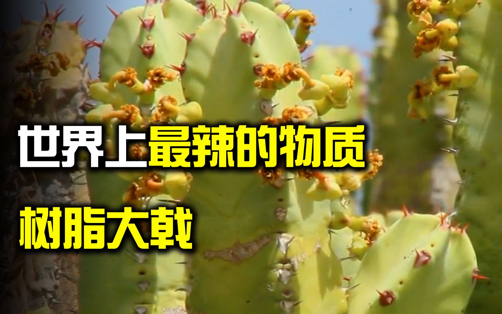 [图]世界上最辣的植物,居然是颗“仙人掌”？树脂大戟到底有多辣？