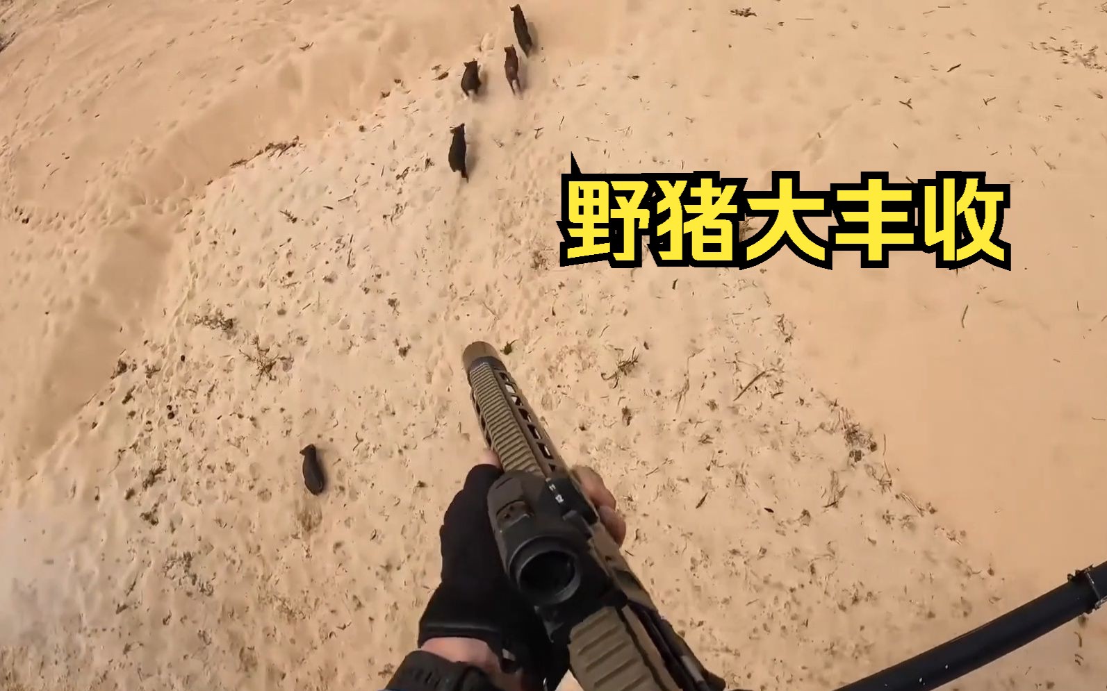 直升机收割野猪群