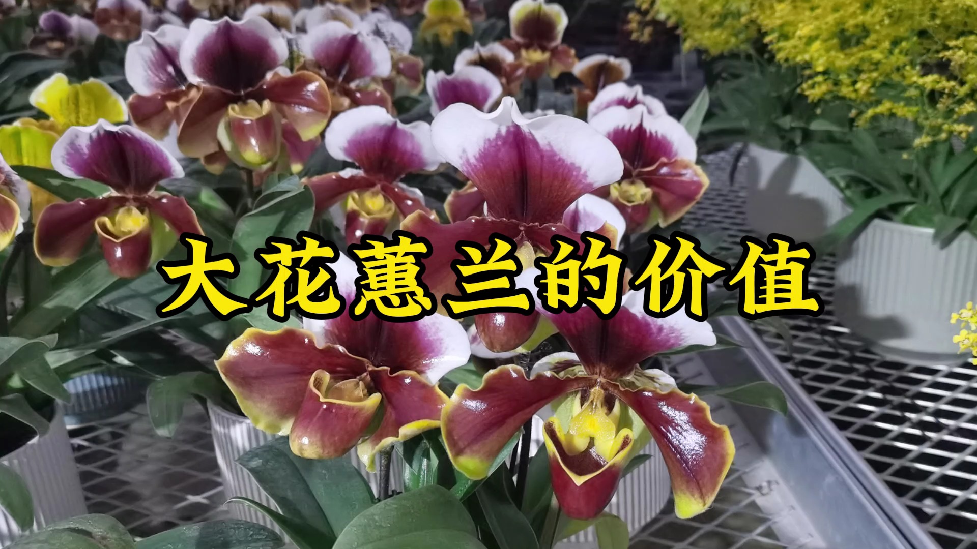 大花蕙兰的价值