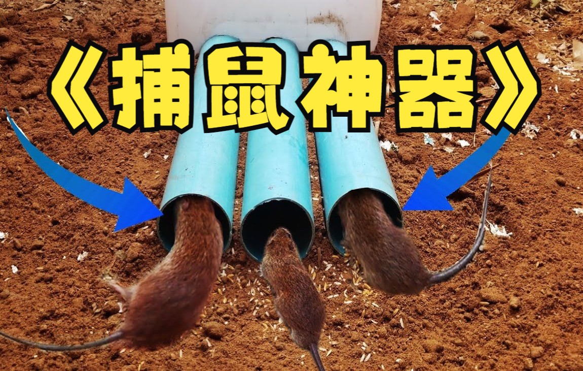 用三根水管制作捕鼠器不一会儿就捕抓到几只老鼠