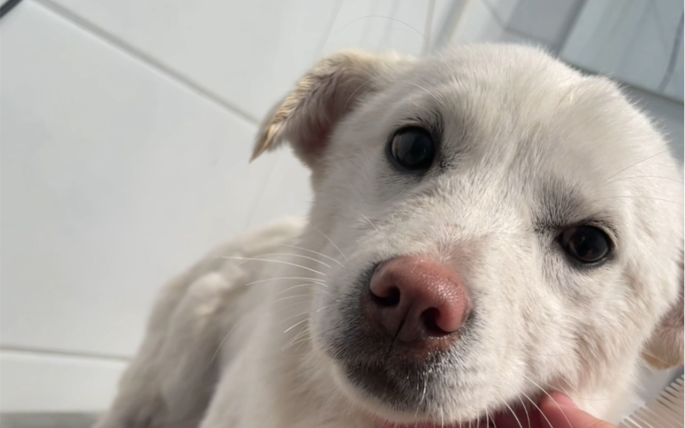 活动  土狗小白