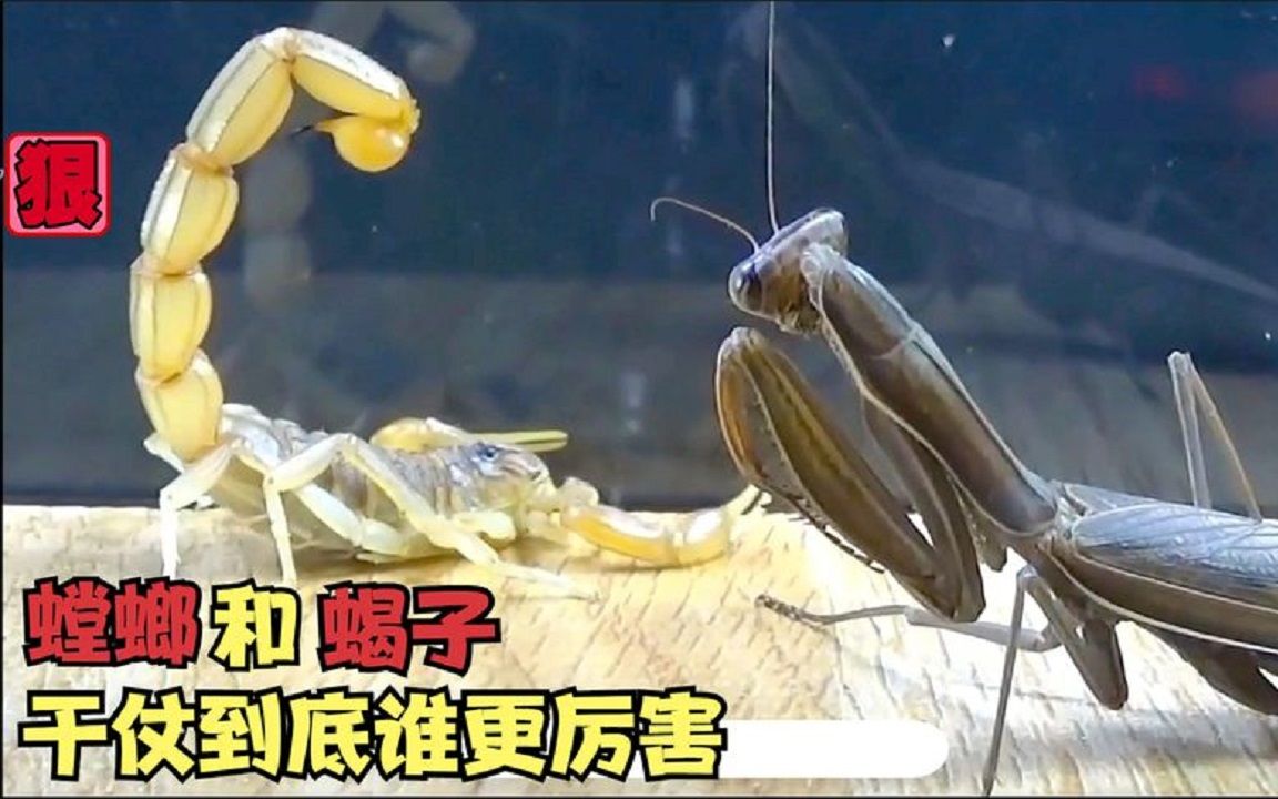 活动作品现场直播螳螂和蝎子干仗螳螂拳和五毒之一的蝎子到底谁厉害呢