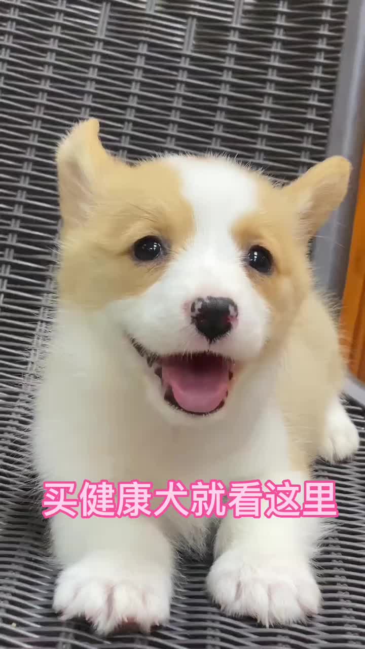 广州哪里有正规靠谱的犬舍狗舍,广州哪里买狗靠谱,比熊金毛泰迪哔哩哔哩bilibili