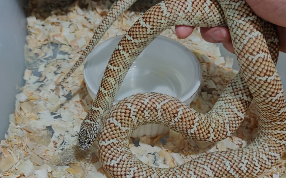 布鲁克王蛇【完美绞杀】宠物蛇玩具蛇玉米蛇王蛇_哔哩哔哩_bilibili