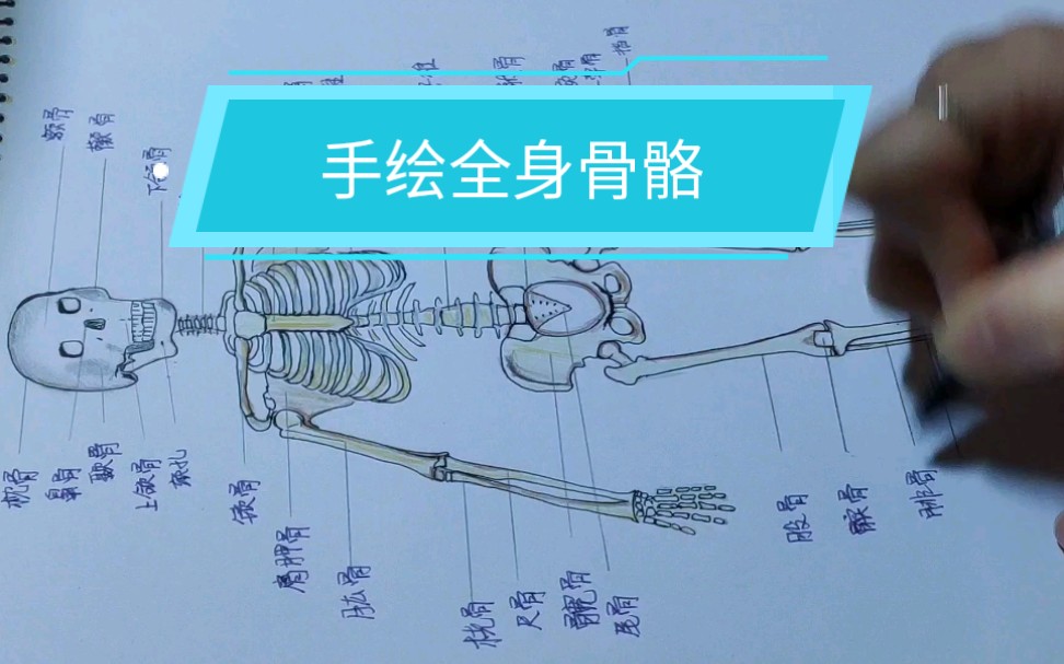 [手绘全身骨骼] 不会画图的医学生不是好老师哔哩哔哩bilibili