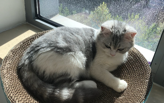 阳光和煦,慵懒舒适晒太阳的奶猫