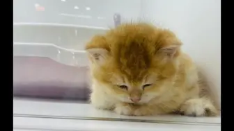 修猫