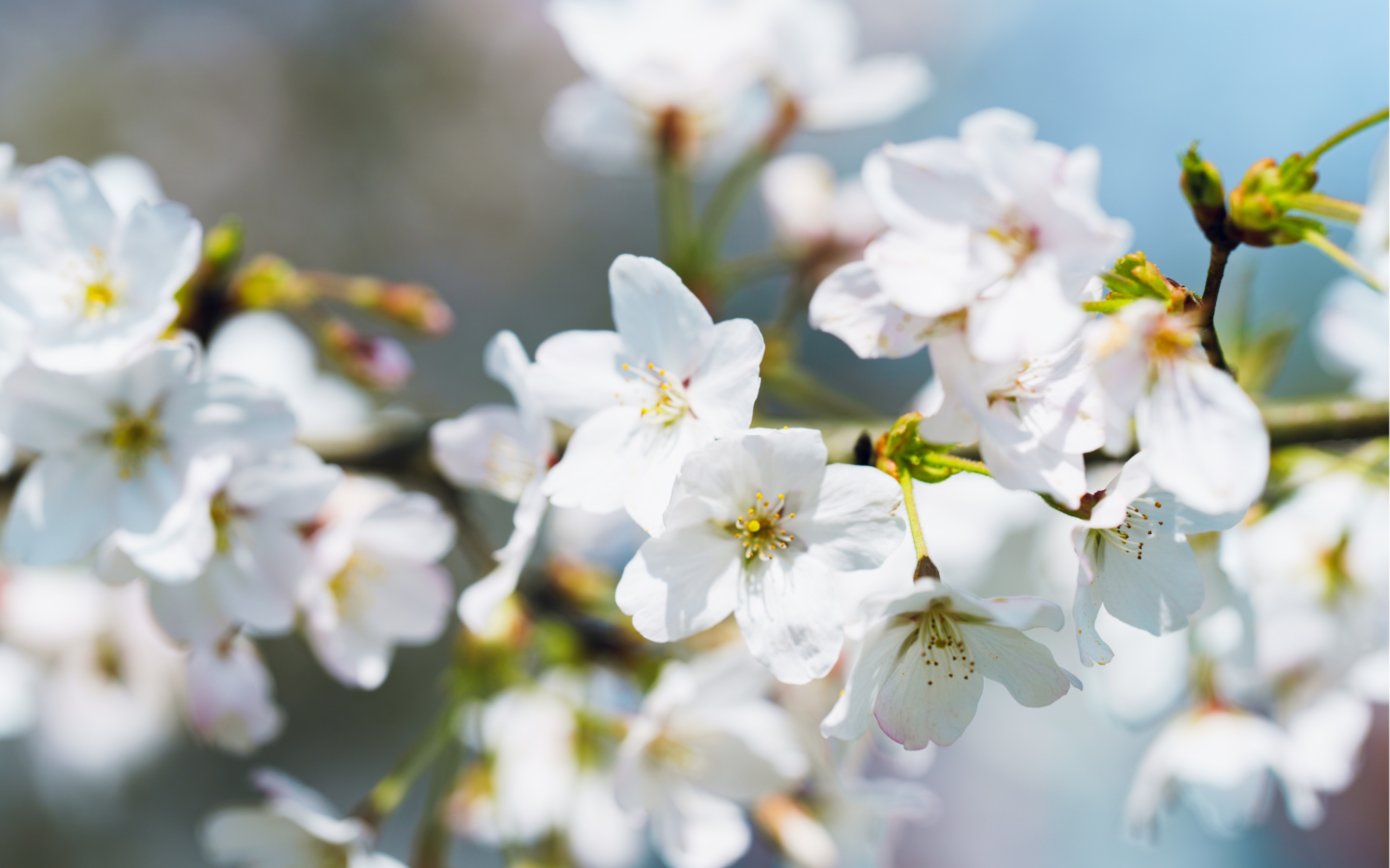 [图]樱花是这个季节最美的主题-上虞张村樱花谷