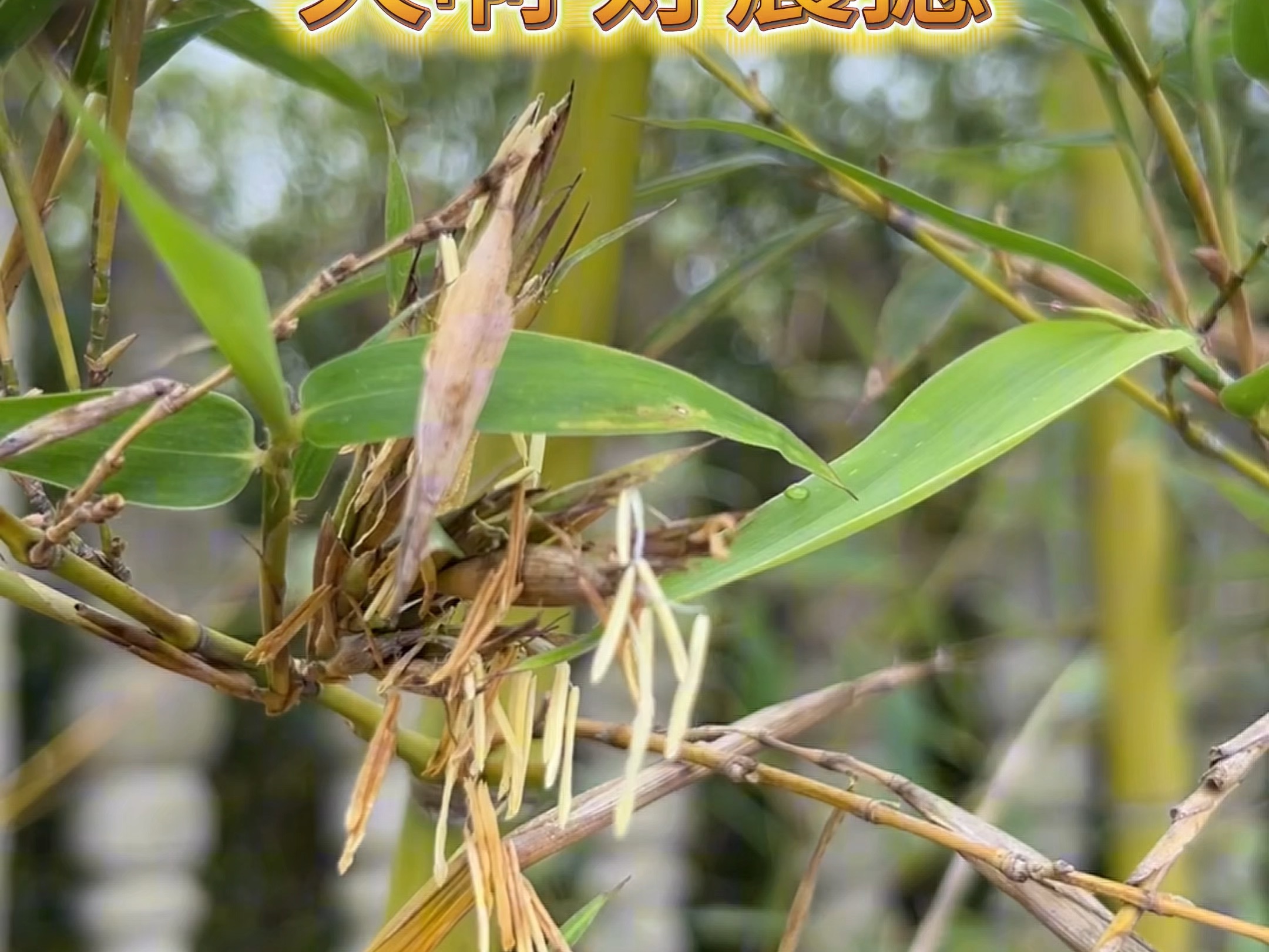 竹子为什么会开花打一生肖为什么在线