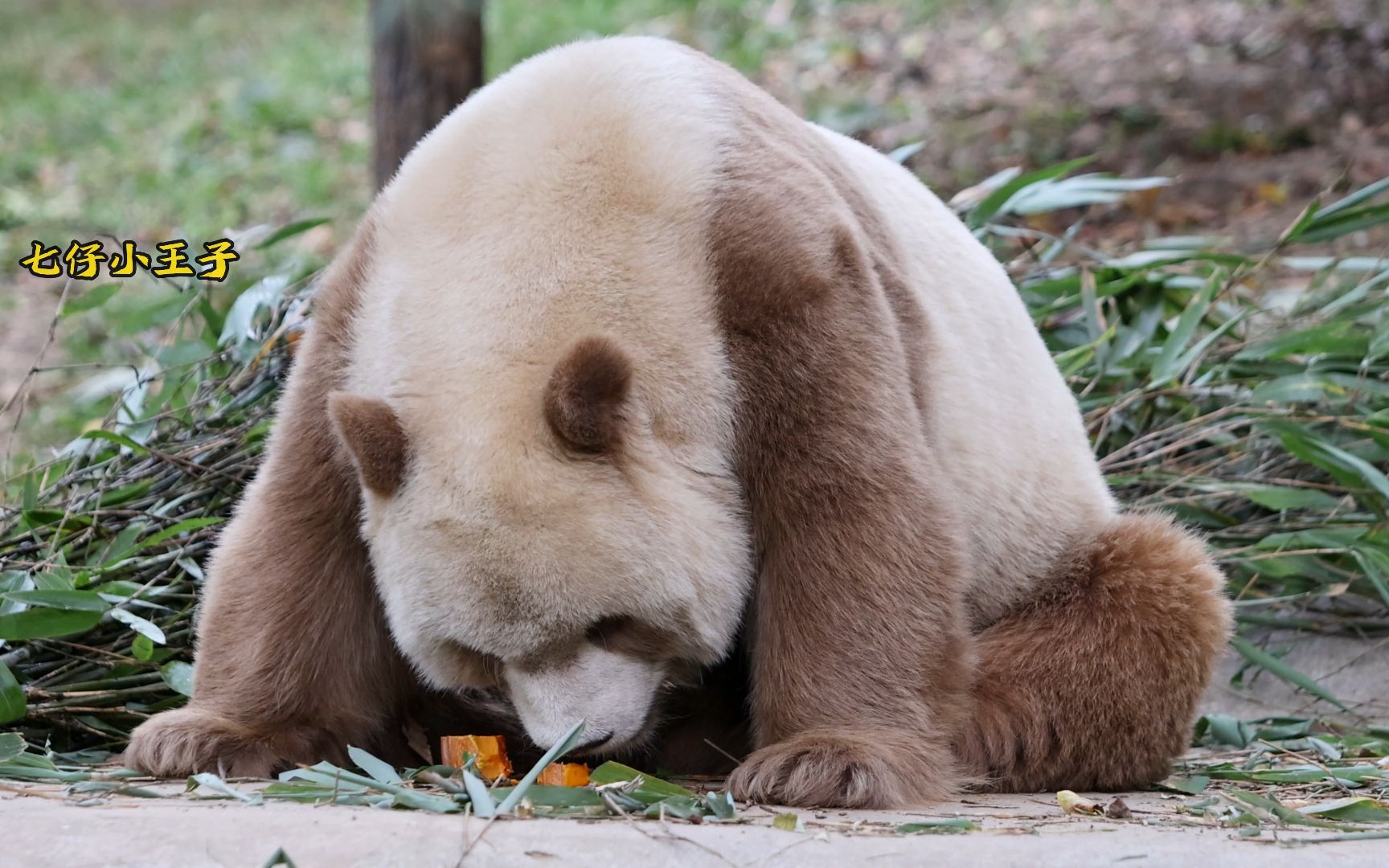 七仔:胖宝宝吃南瓜,看着就很香