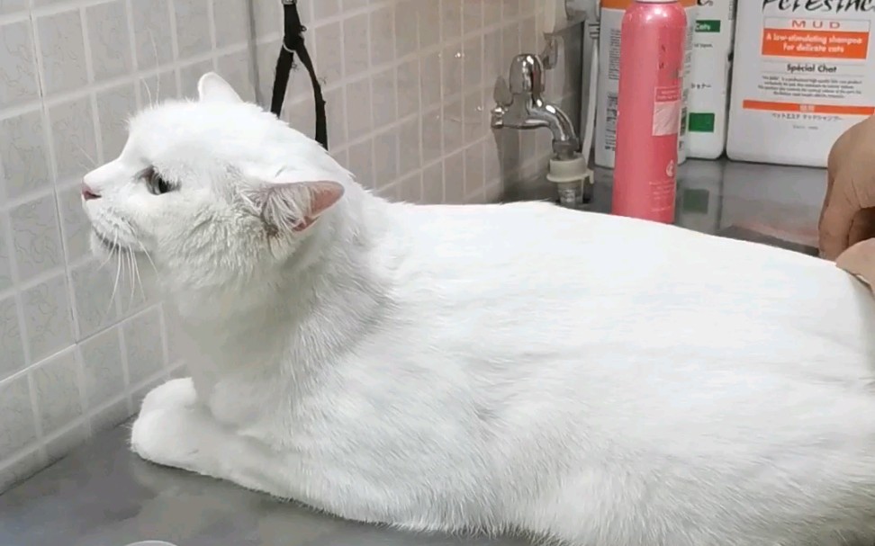 洗白白mashaji猫薄荷走一波