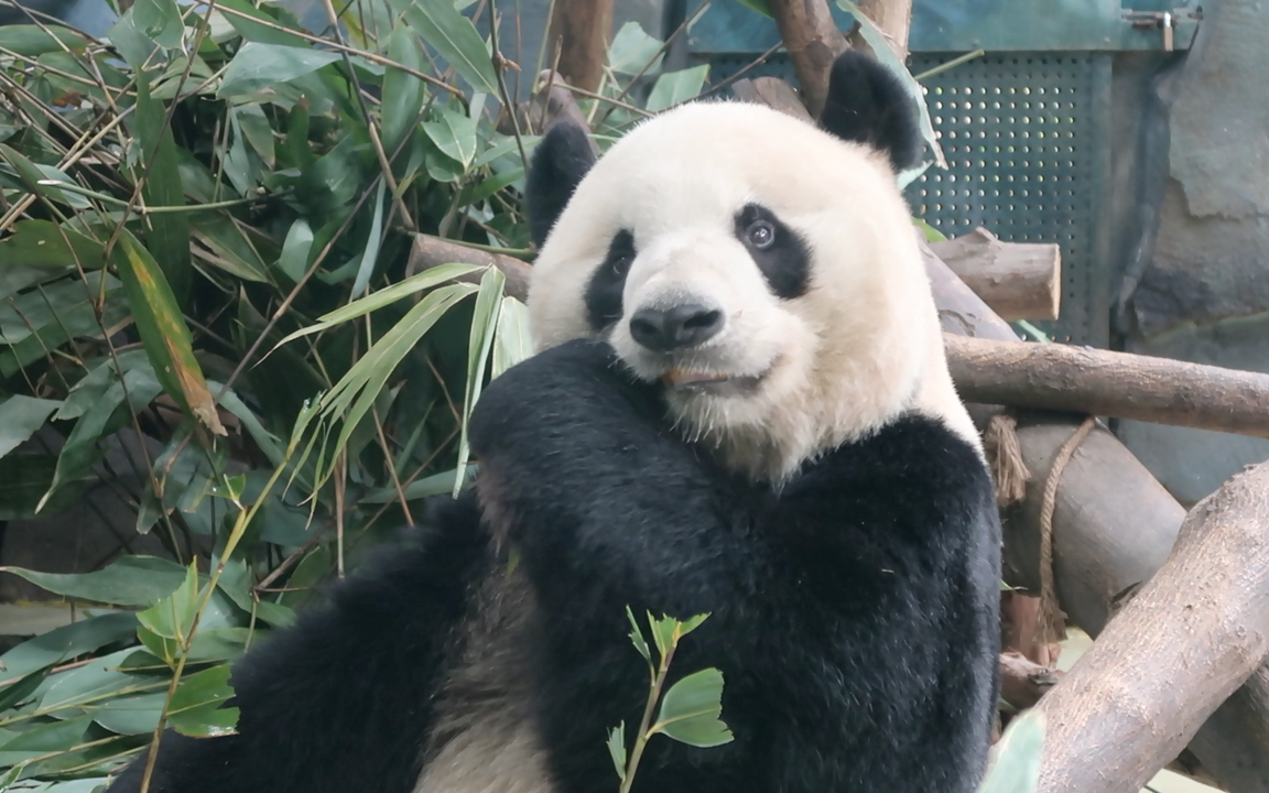 和迎迎球的对视,我被萌到了