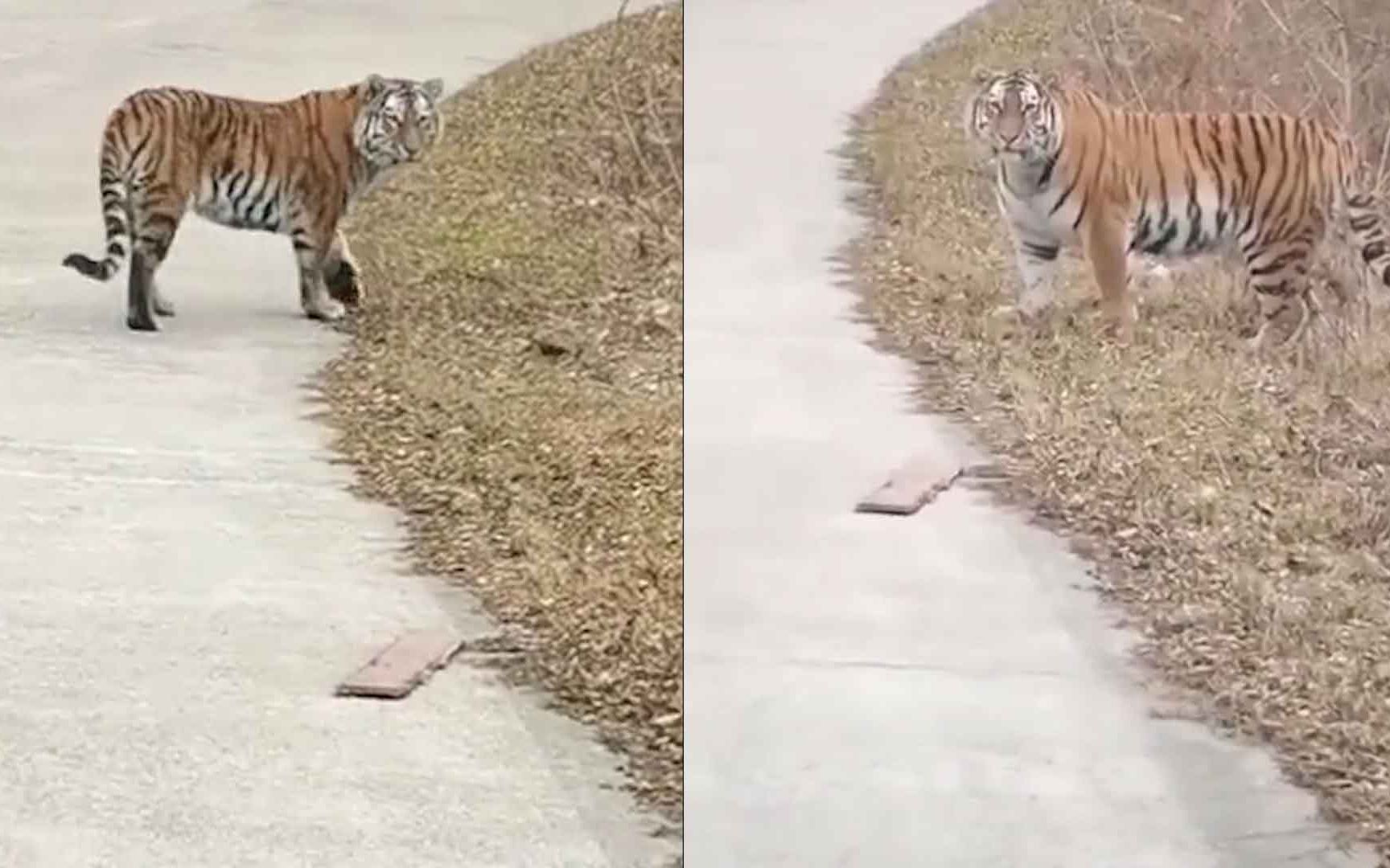 [图]野生东北虎出没珲春：像个大猫对人伸懒腰，对视40秒后转身离开