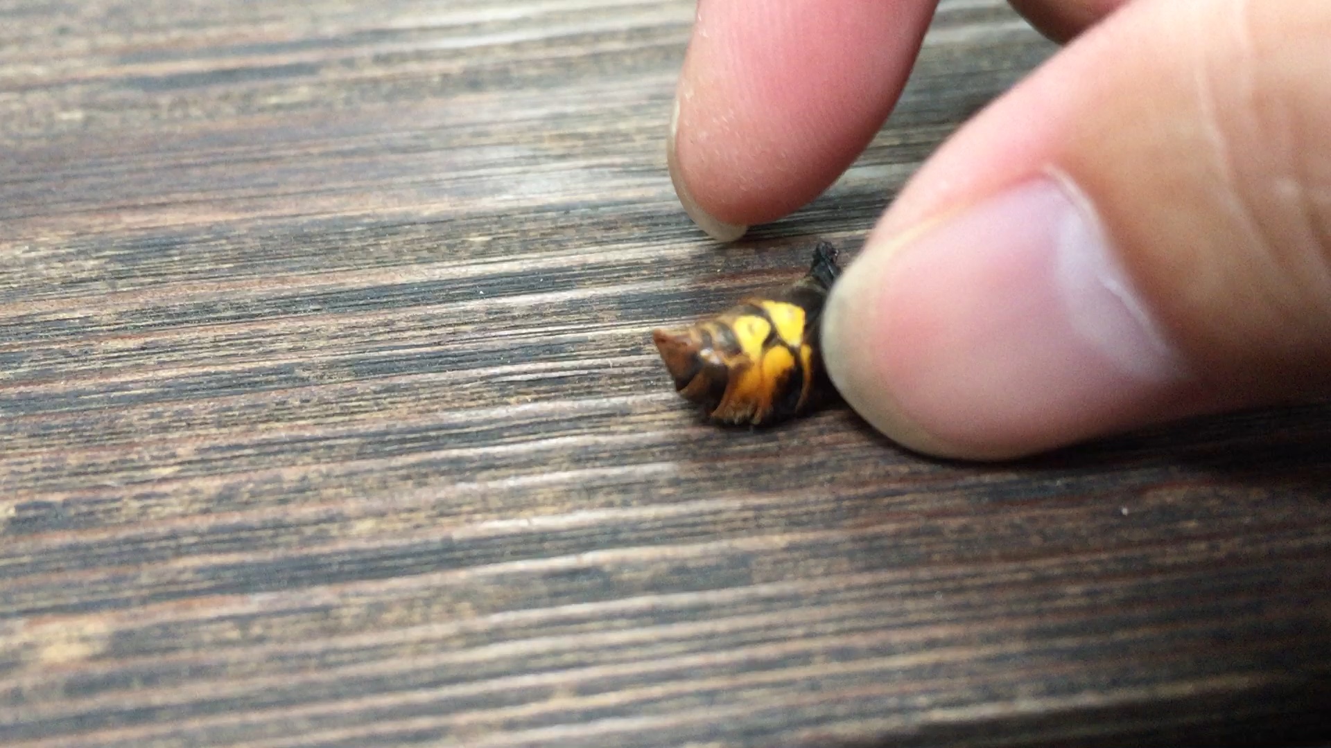 蜜蜂 黄蜂 尾刺