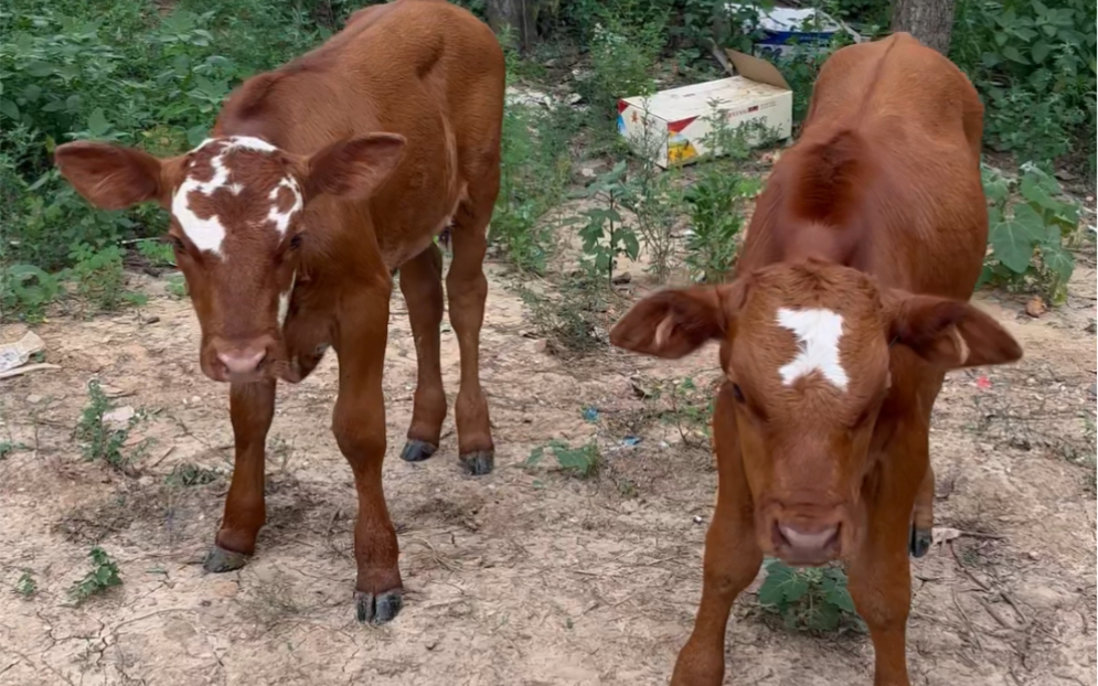 牛,小黄牛双胞胎