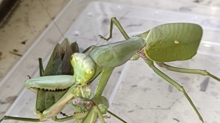 长背斧螳吃华刀(下)