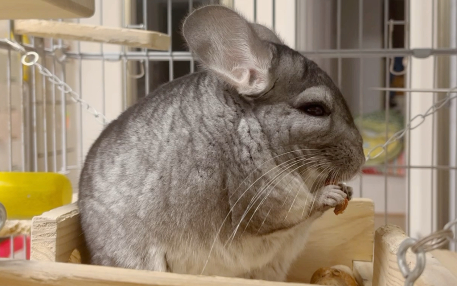 小龙猫吃东西的样子太治愈啦,所有的烦恼都会被他赶跑呢