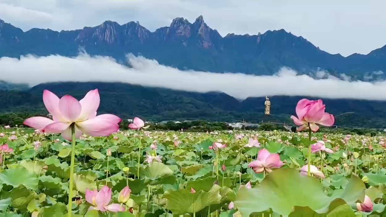 美麗的家鄉:蓮花佛國九華山