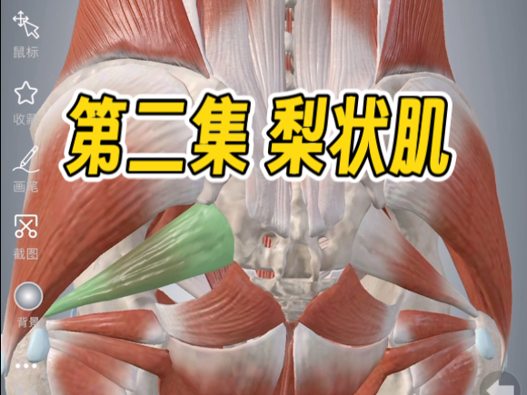 第二集：2分钟带你搞懂梨状肌综合症 坐骨神经痛？为什么你会腿麻脚麻屁股酸？#梨状肌综合征#坐骨神经#骶髂关节疼痛#骶髂关节紊乱 #刀刻特Yao #弱紧强柔