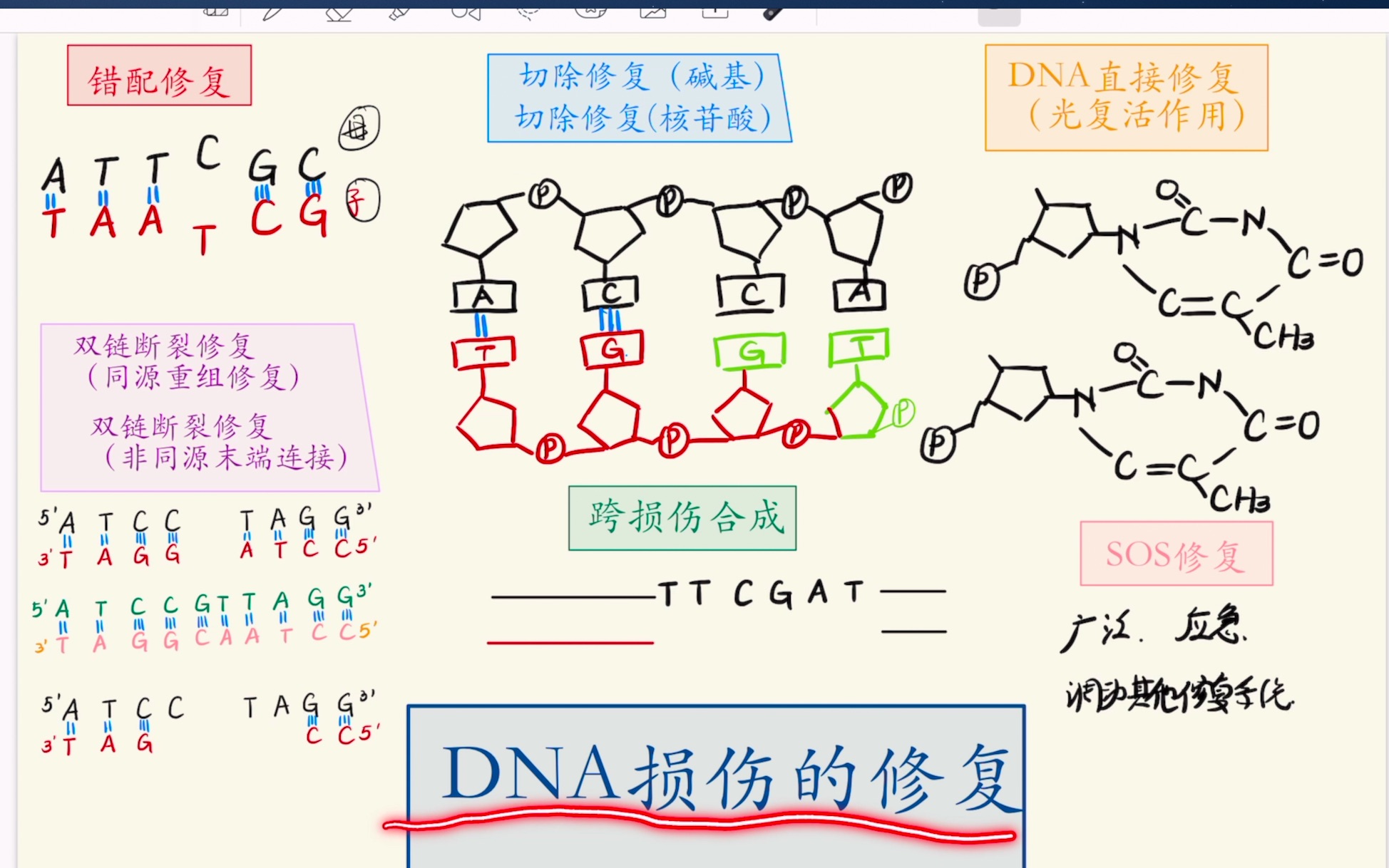 84.分子生物学/DNA损伤修复/错配修复/切除修复/直接修复(光复活修复)/重组修复/跨损伤修复/sos修复哔哩哔哩bilibili