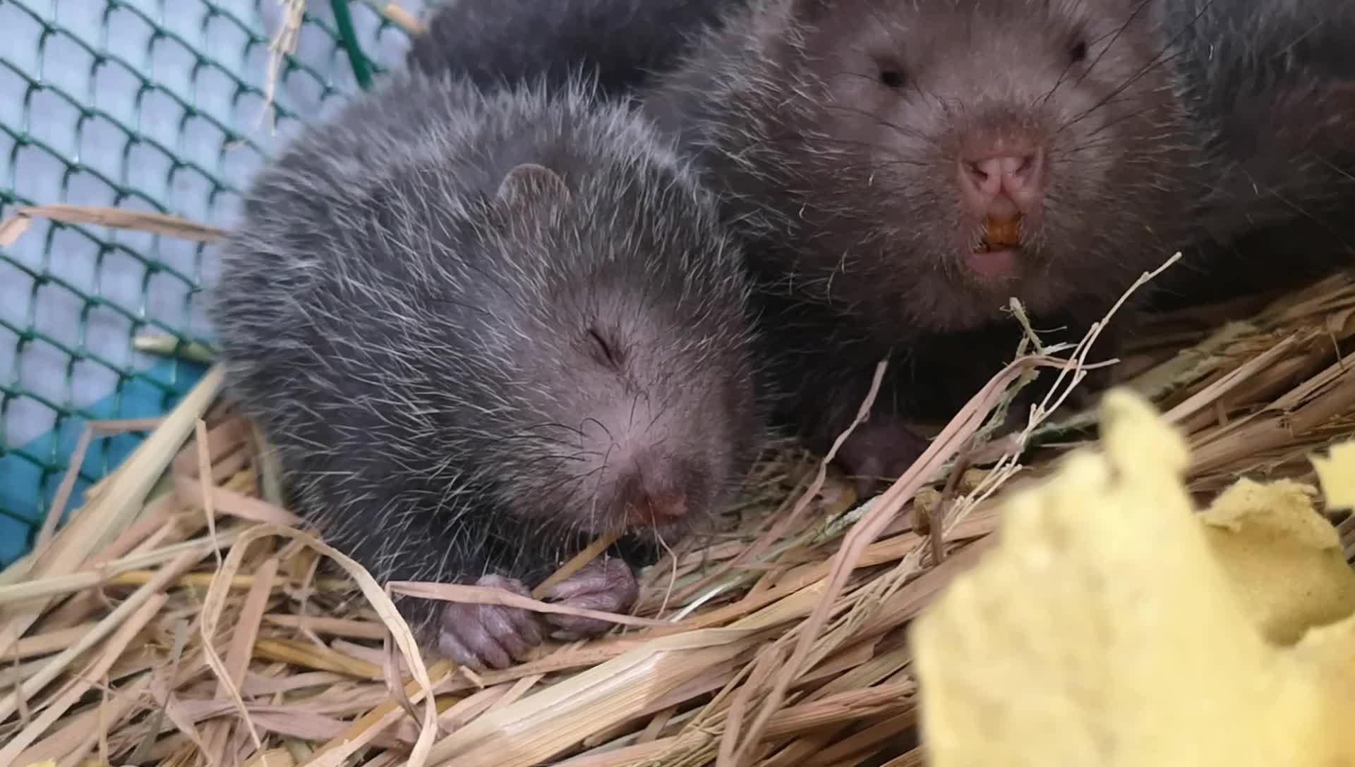 可不可爱,小竹鼠?