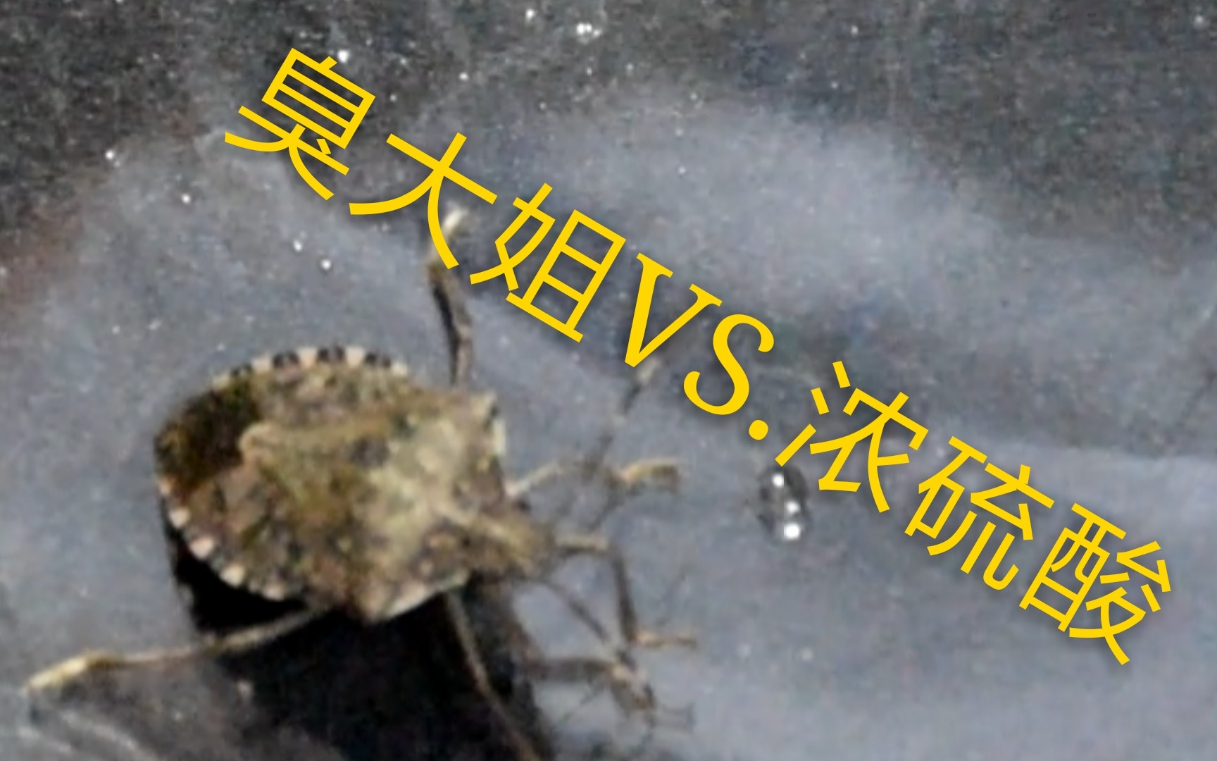 臭大姐VS.浓硫酸!臭大姐流了好多黑水!哔哩哔哩bilibili